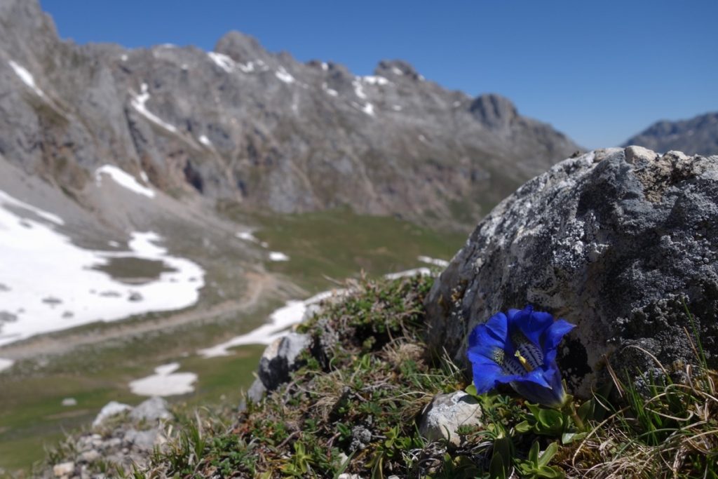 An Alpine flower in Picos Du Europa