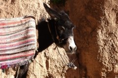 A donkey in Todra Gorge.
